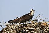 Osprey